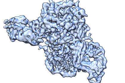 Three-dimensional structure of nicotinic acetylcholine receptor