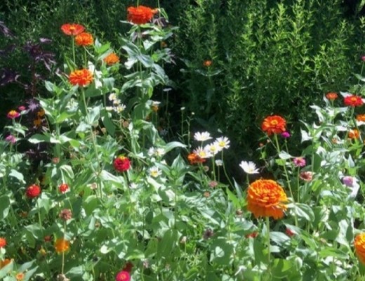 green plants with orange flowers and a few yellow and white daisies