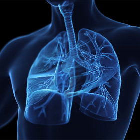 male-respiratory-system-thumb.jpg