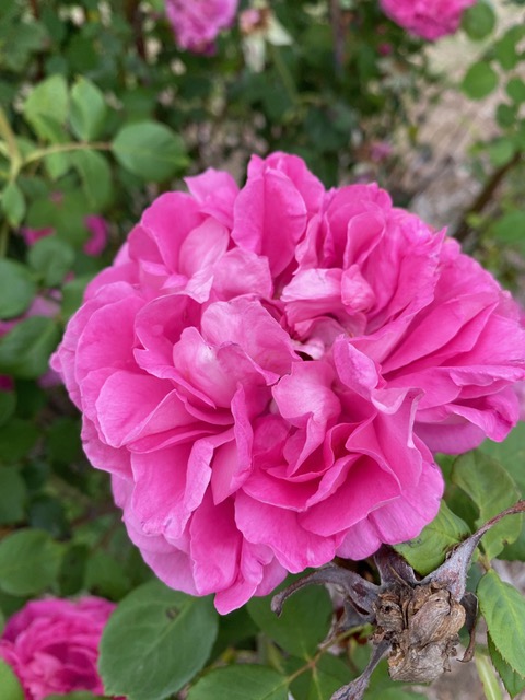 closeup of pink flower