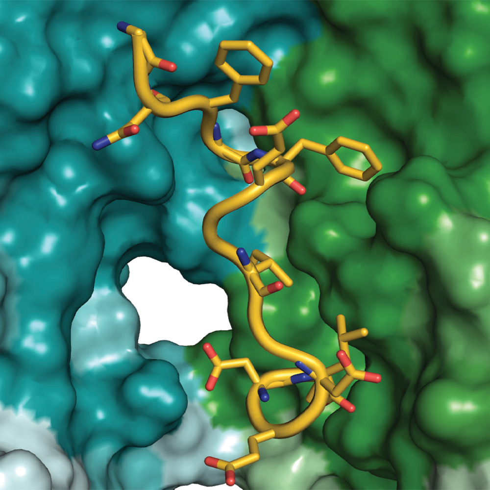 Study reveals cellular recycling process key to human health 