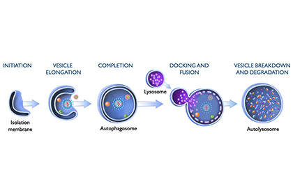 Giving cells an appetite for viruses