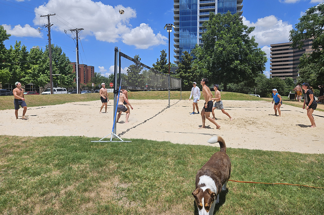 Cute dog in the foreground and a group of people playing sand volleyball in the background