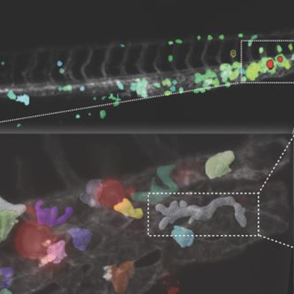 UT Southwestern scientists develop ‘self-driving’ microscope