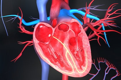Changing what heart cells eat could help them regenerate