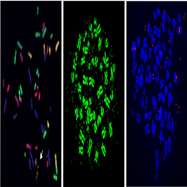 mitotic-chromosome-thumb.jpg