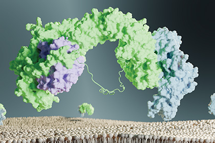 UTSW research team “retrieves” structure of protein recycling complex implicated in cancer