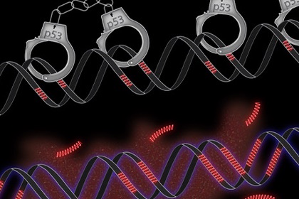 Cancer-fighting gene restrains 'jumping genes'