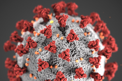 UTSW researchers and international collaborators find human protein that potently inhibits coronavirus
