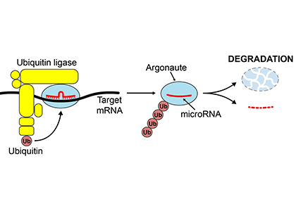 Breaking it down: How cells degrade unwanted microRNAs