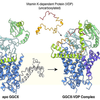 Cryo-EM technology reveals how vitamin K works in the body