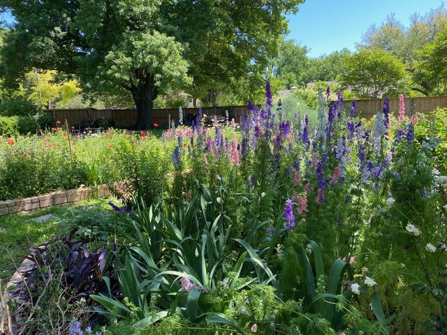 pink, purple and red flowers in a lush garden