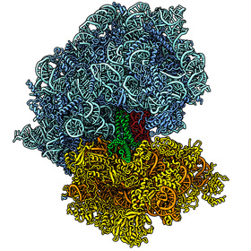 Transfer RNA regulates messenger RNA degradation