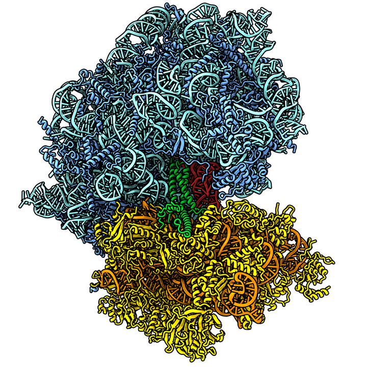 trna-thumb.jpg