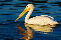 Picture of a pelican on a lake