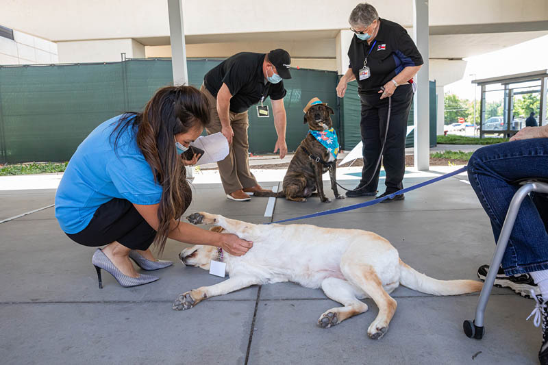 Therapy dogs comfort hospital staff during Mental Health Awareness ...