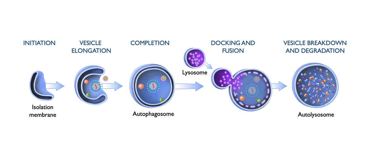 Diagrams of autophagy