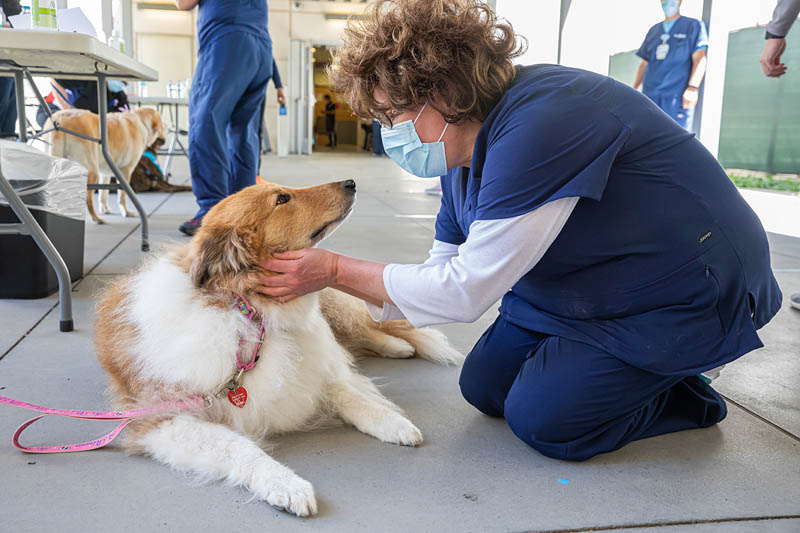 Therapy dogs comfort hospital staff during Mental Health Awareness ...