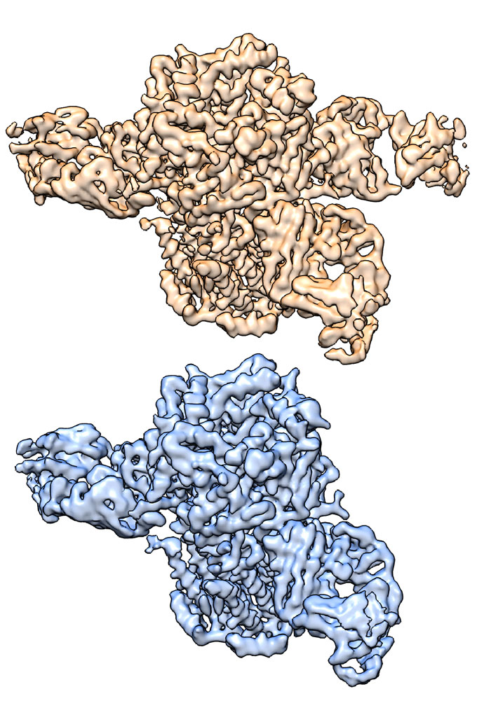 Three-dimensional structures of nicotinic acetylcholine receptor