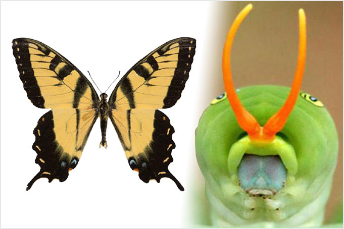 Complete genome of Eastern Tiger Swallowtail (Pgl) specimen shown on top left reveals expansion of isoprenoid biosynthesis enzymes (highlighted yellow portion of the tree shown on top in the middle), offering a possible explanation to synthesis of odorant terpenes in the orange form (osmeterium) of its caterpillar (top right) used to deter predators. Circadian clock system (bottom) rich is species-specific mutations could explain differences in pupal diapause between Pgl and its sister species Canadian Tiger Swallowtail Papilio canadensis. 