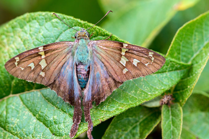  Long-tailed skipper butterfly 