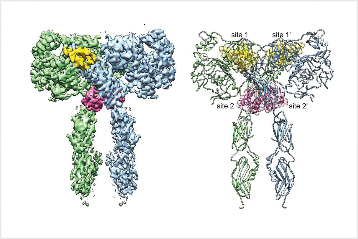 Two variations of insulin receptor sites identified by UT Southwestern researchers