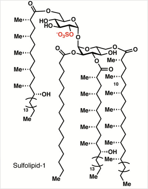 mycobacterial cell-surface