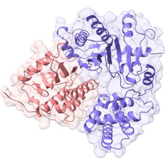 illustration of enzyme BCCIPα