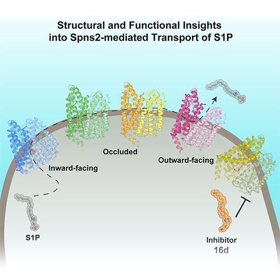 Colorful diagram of the transport cycle of cellular S1P lipid.