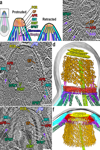 microscopy shows apical invasion complex in parasites