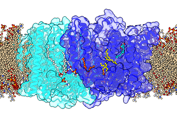 Colorful diagram of the enzyme in gold, aqua, and red swirls.