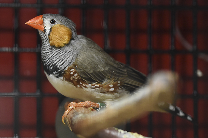 Close-up of a zebra finch, a small bird with black and white feathers on his chest and gray and brown feathers on the rest of his body and a bright orange beak.