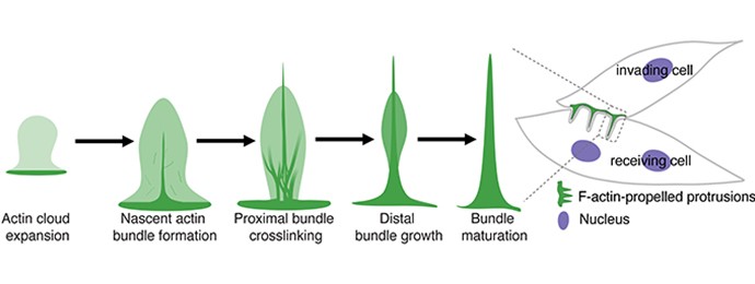 graphic illustration of actin cloud expansion and bundle formation