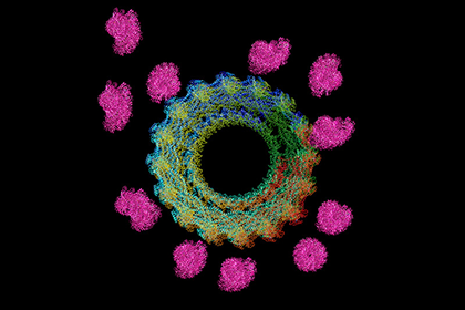 microscopic view of actin cell filaments