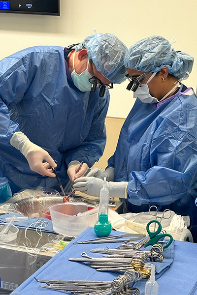 Two medical professionals in full surgical scrubs prepare an organ for transplant.