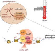 Graphic for Benjamin Tu