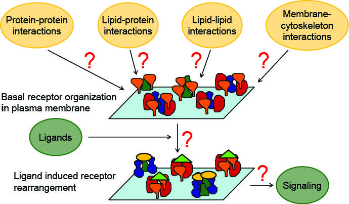 Graphic for Khuloud Jaqaman