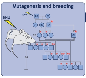 Graphic for research in