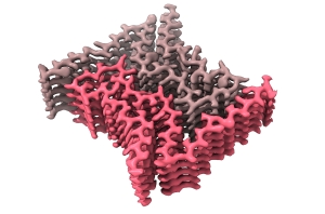 Graphic for research in Saelices Lab