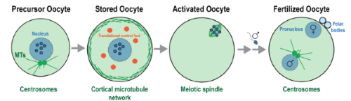 Graphic for oocyte research at Woodruff lab