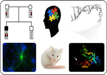 Graphic for Maria Chahrour