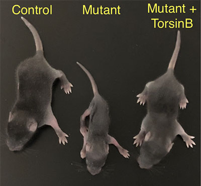 Graphic for William Dauer