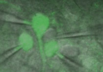 Graphic for Jay Gibson