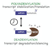 Graphic for Carla Green