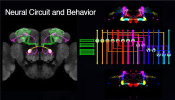 Graphic for Daisuke Hattori