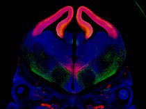 Graphic for Mark Henkemeyer