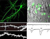 Graphic for Kim Huber