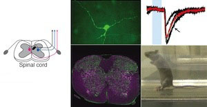 Graphic for Helen Lai