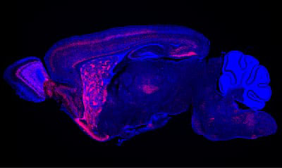 Graphic for Yingxi Lin