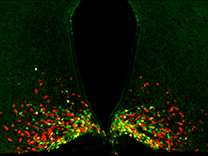 Graphic for Chen Liu